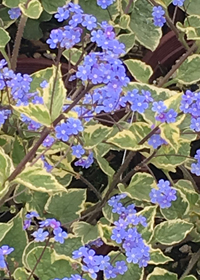 Brunnera macrophylla 'Hadspen Cream'